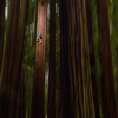 Chris Sharma climbs a redwood tree