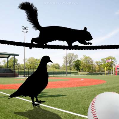 Squirrel dive bombs Phillies dugout, while pigeon takes over Coors Field